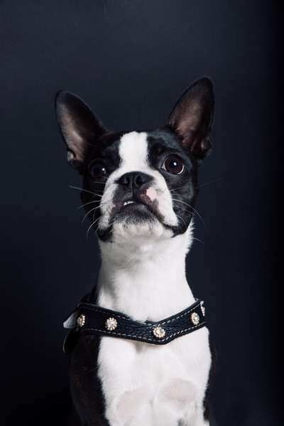 Boston Terrier Liebhaber❤️-Beitrag-Bild