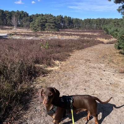 Hundetreffen-Gassirunde ohne Hundekontakt-Bild