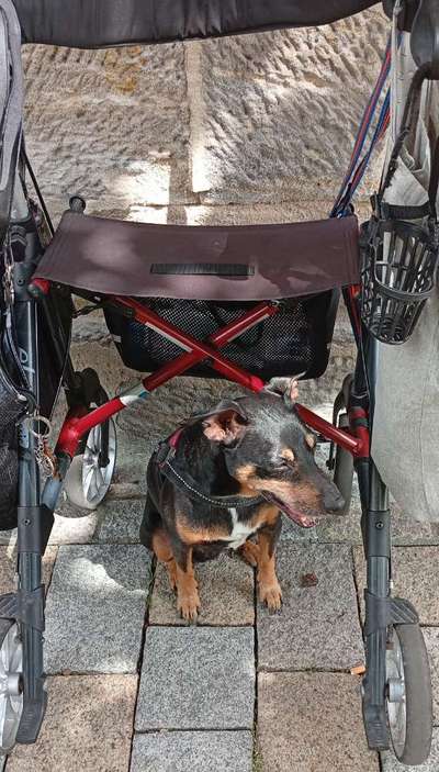 Hundetreffen-Ej sucht für gelegentliches Spaziergänge einen Treffen mit anderen Hunden und ihren Besitzern-Bild