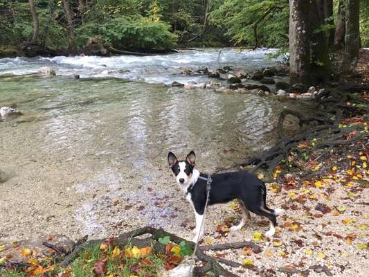 Die Dogorama Kalender Challenge Teil 1/4-Beitrag-Bild