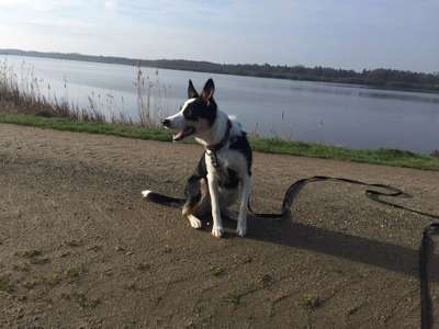 Hundetreffen-Gassi/Spielrunde-Bild