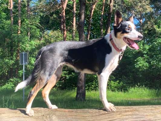 Gibt's hier noch mehr Border Collies???-Beitrag-Bild