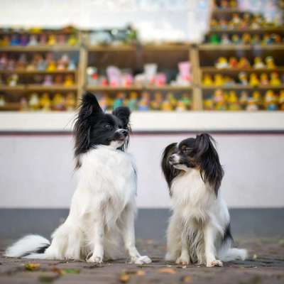 Wo sind die Papillon Besitzer?-Beitrag-Bild