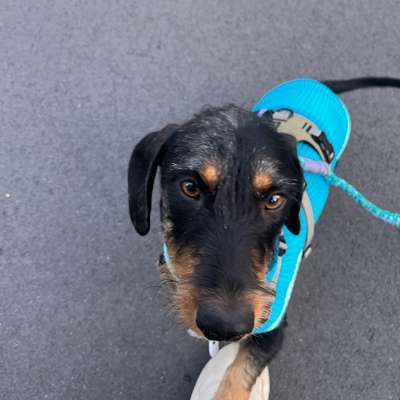 TierschutzhundeStammtisch🐕-Beitrag-Bild