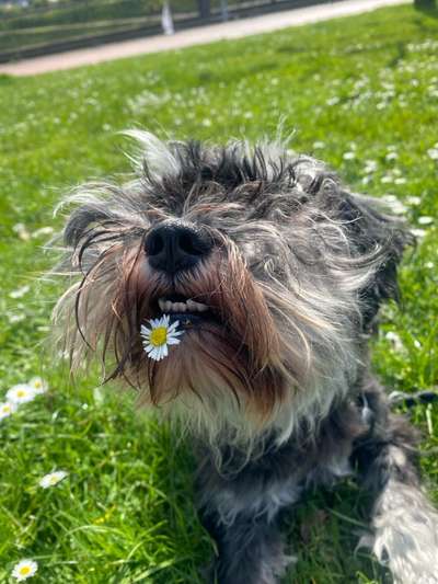 Hundetreffen-Gassi gehen mit kleinen Hunden-Bild