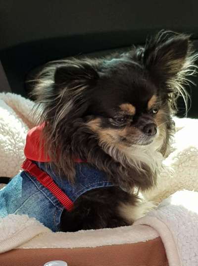 Hundetreffen-Chihuahua Hündin Lilly 8 Jahre, wir suchen einen Spielgefährten und gassirunde zu treffen in würsele-Bild