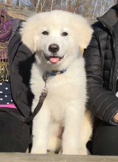 Welpen Bilder !-Beitrag-Bild