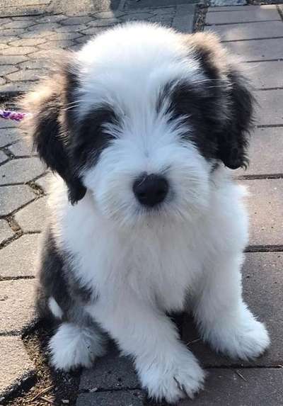 Welpen Bilder !-Beitrag-Bild