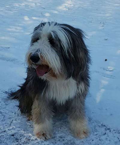 Welpen Bilder !-Beitrag-Bild