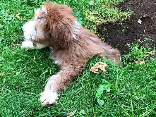 Welpen Bilder !-Beitrag-Bild