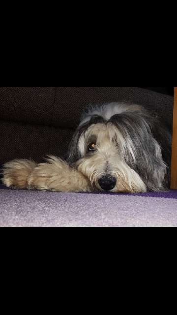 Welpen Bilder !-Beitrag-Bild