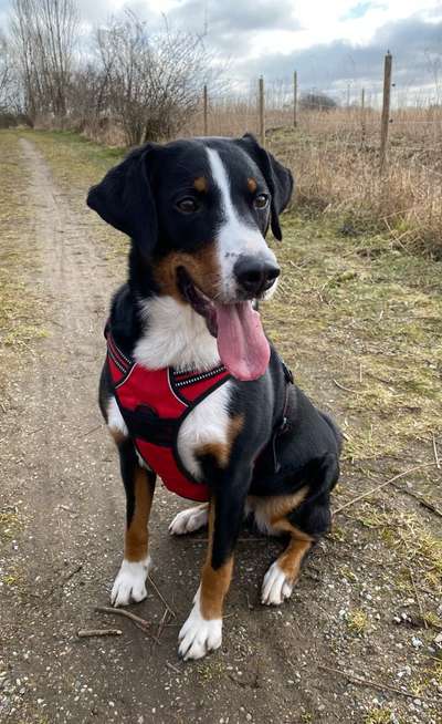 Appenzeller Sennenhunde-Beitrag-Bild