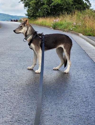 Auslandstierschutz-Beitrag-Bild