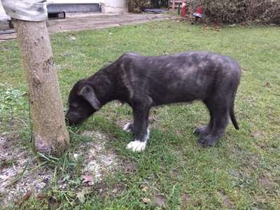 Hundetreffen-Welpentreff Ingolstadt Baggersee / Roter Gries-Bild