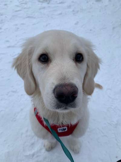 Welche Hunderasse-Beitrag-Bild