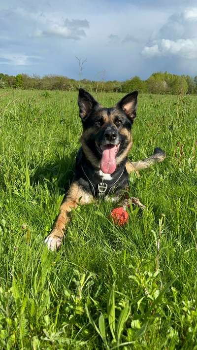 Hundetreffen-Social Walk/ Hundebegegnung üben-Bild