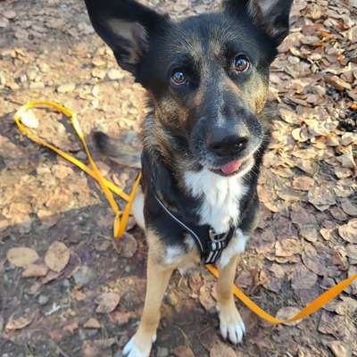 Hundetreffen-Entspanntes Gassi gehen-Bild