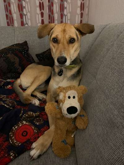 Zeige deinen Schatz mit seinem Lieblingsspielzeug.-Beitrag-Bild