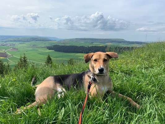 149. Foto Challenge: Wer ist hier der Boss!-Beitrag-Bild