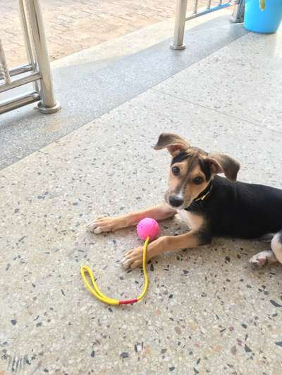 Wie kamst du zu deinem Hund?-Beitrag-Bild