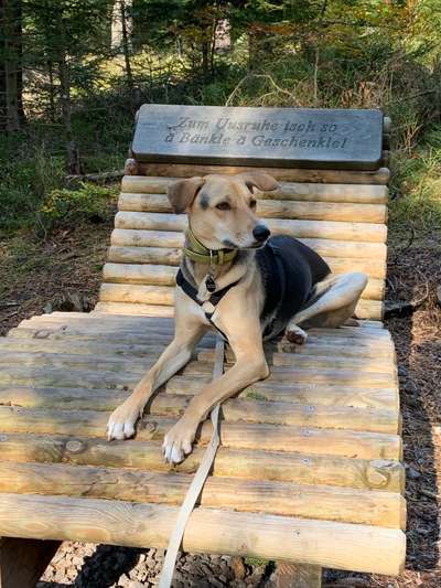 Immer der Nase nach - die schönsten Jagdhund-Bilder-Beitrag-Bild