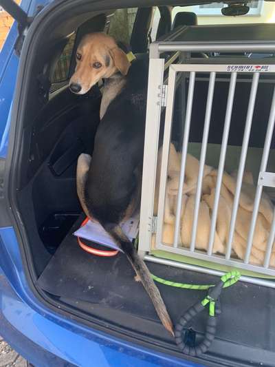 FOTOCHALLENGE 70 - Dein Hund im Auto-Beitrag-Bild