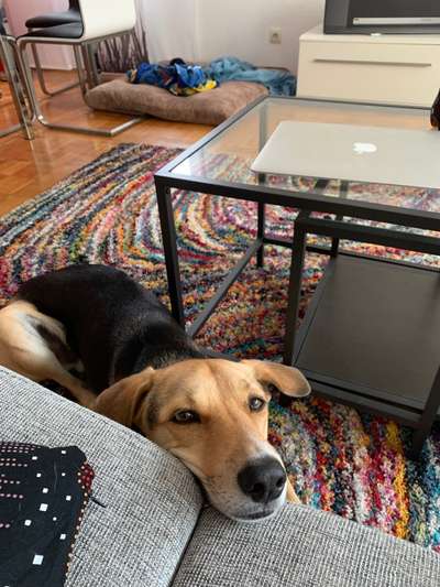 Dogorama Photo Challenge- Aufmerksamkeit bitte!-Beitrag-Bild