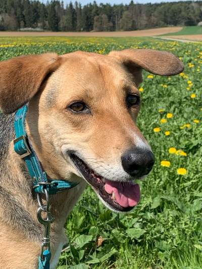 Wie kamst du zu deinem Hund?-Beitrag-Bild