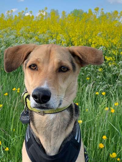 9.Farben-Fotochallenge            Gelb-Beitrag-Bild