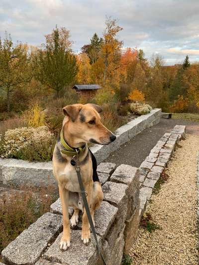 Fotochallenge Nr 55  -  Hund im November--Beitrag-Bild