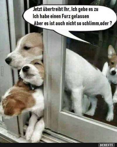 Hunde Memes-Beitrag-Bild