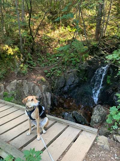 Foto Challenge Thema "Brücke"-Beitrag-Bild