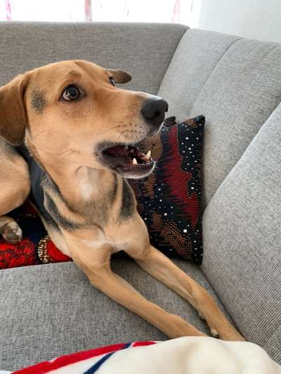 Zeige den lustigsten Blick deines Hundes-Beitrag-Bild