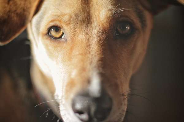 150. Foto Challaenge:  Die Augen, der Spiegel der Seele-Beitrag-Bild