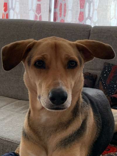 Vom Welpen zum Hund-Beitrag-Bild