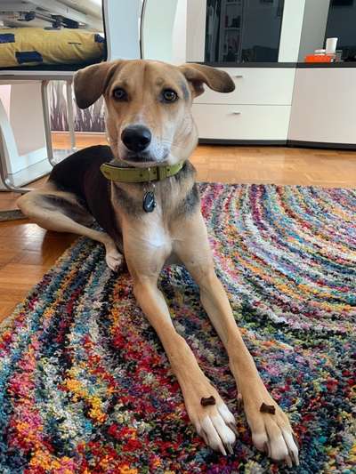 Fotochallenge Nr. 102: Futter balancieren-Beitrag-Bild