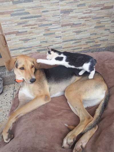 Hunde und Katzen harmonisch miteinander-Beitrag-Bild