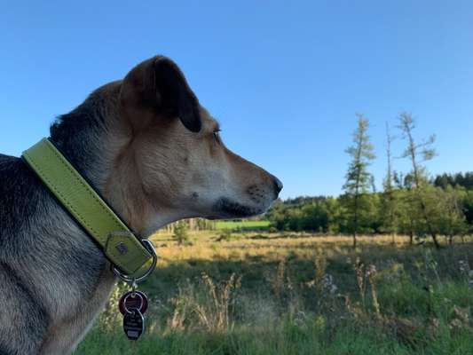 Handy Fotochallenge Nr. 52: Dein Hund mit blauem Himmel-Beitrag-Bild