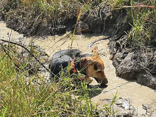 FOTOCHALLENGE 72 - Glücklicher Hund im Schmuddel-Look-Beitrag-Bild