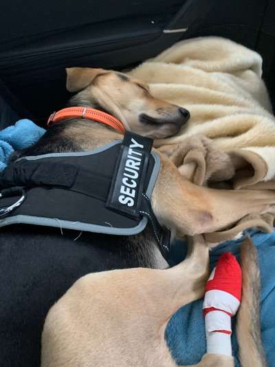 141. FOTO CHALLENGE 
Reisende soll man nicht aufhalten-Beitrag-Bild