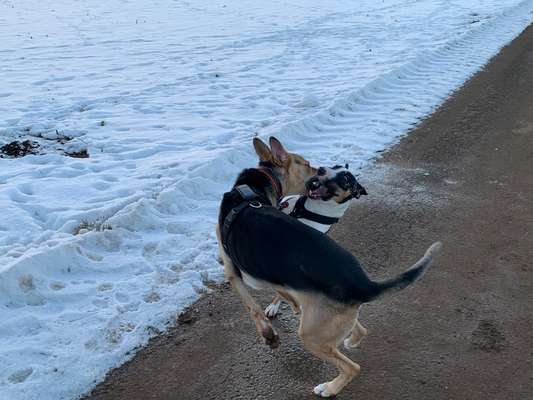 Fotowettbewerb : Hundekommunikation-Beitrag-Bild