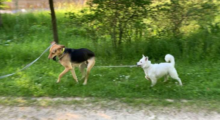 Bild wo euer Hund quatsch macht-Beitrag-Bild