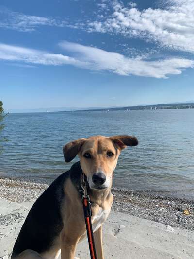 156. Fotochallenge *** DEIN HUND UND DIE WUNDERSCHÖNEN WOLKEN ***-Beitrag-Bild