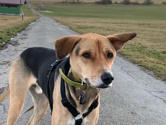 Wie heißt dein Hund?-Beitrag-Bild