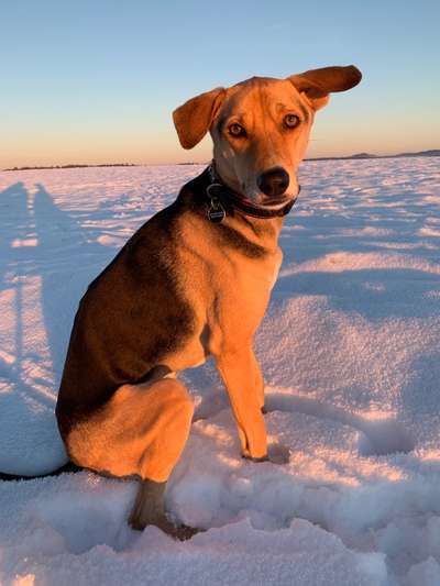 Dogorama Photo Challenge - Winterstimmung-Beitrag-Bild