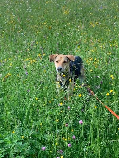 Fotochallange 63: "Dein blühendes Hündchen"-Beitrag-Bild