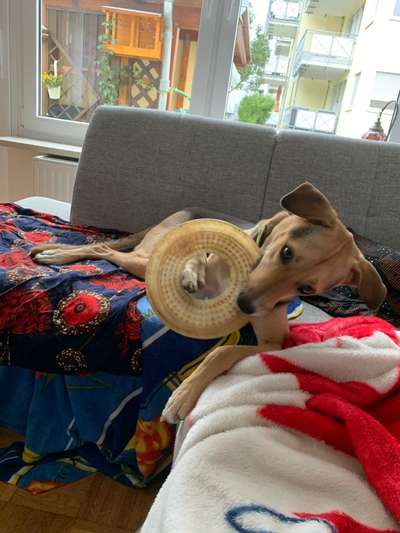 Dogorama Photo Challenge - Rund-Beitrag-Bild