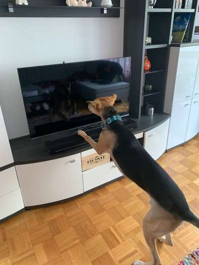 Dogorama Photo Challenge - Spieglein Spieglein . . .-Beitrag-Bild