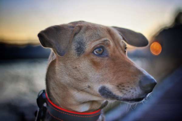 Dogorama Photo Challenge - Portrait-Beitrag-Bild