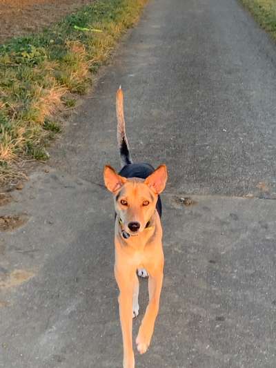 Foto Challenge Nr. 137 - Lass die Ohren fliegen-Beitrag-Bild